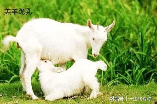 小羊会吃瓜娃子,小羊与瓜娃子的趣味食趣之旅