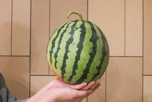 西昌十七度吃瓜月华,瓜月里的月华盛宴